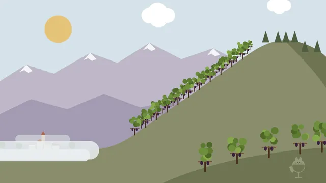 手绘插图：葡萄行朝向太阳的葡萄园山坡，山谷底部聚集着雾气