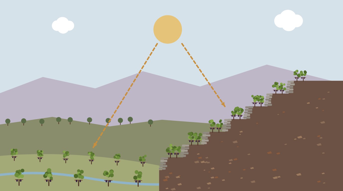 Illustrazione disegnata a mano di filari su un pendio al sole sopra una valle, con il sole alto e montagne sullo sfondo